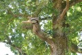 Drôle d'oiseau